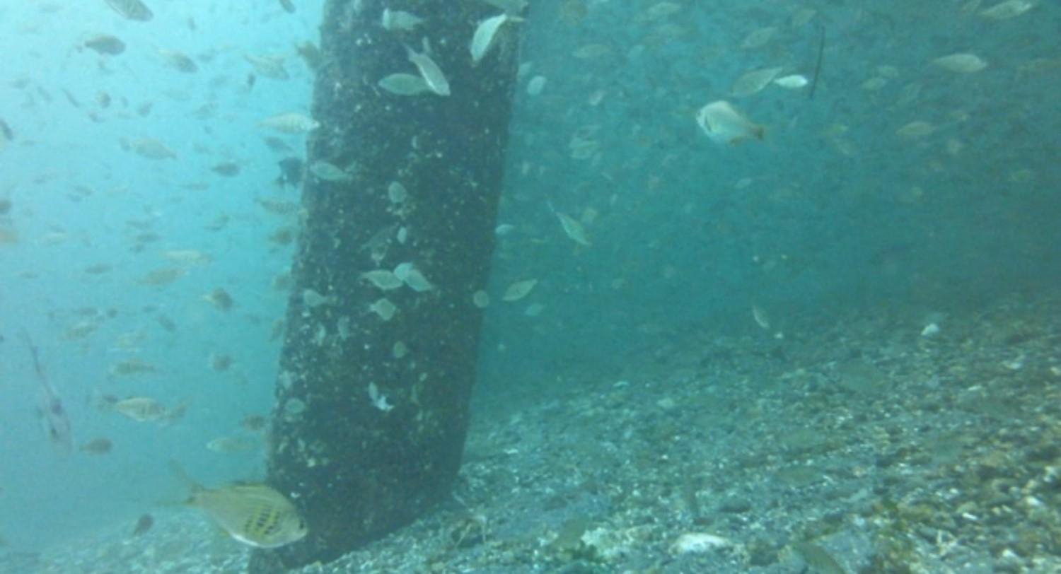 show the world the Salish Sea